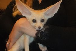 Adorable and Awesome Fennec fox for sale