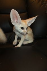 Adorable fennec fox available