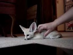male and female fennec fox looking for a new home