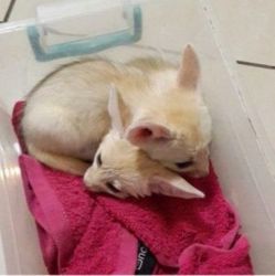 Adorable male and female fennec fox for good homes