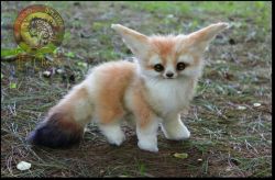 pure bred foxes for adoption