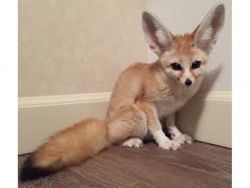 Fantastic Fennec Fox Available for sale