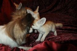 fennec fox for sale ready to go now