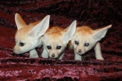 Fennec fox babies for sale