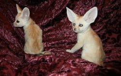 fennec fox babies for sale