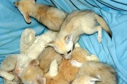 Adorable fennec fox for adoption