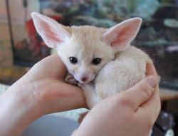 Potty Trained male and female fennec fox for Adoption