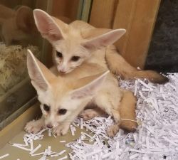 Fennec Foxes Ready For Adoption text xxxxxxxxxx