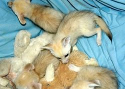 Cute and outstanding Fennec Foxes