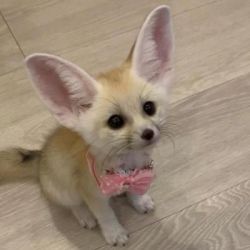 ADORABLE FENNEC FOXES WITH ALL LEGAL PAPERS TEXT OR CALL xxx-xxx-xxxx