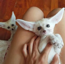 Lovely fennec fox kits male and female