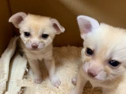 Fennec fox Male and Female Kits