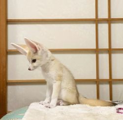 Fennec Fox for sale