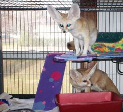 Well Trained Fennec Foxes