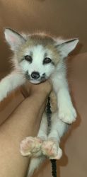 Fox kit pup