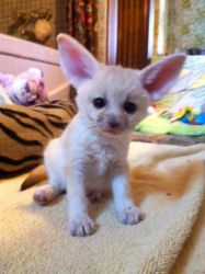 Trained fennec fox available for sale