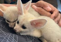 HOME TRAINED AND TAMED FENNEC FOXES