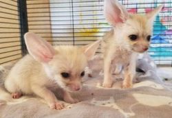 WE HAVE 2 FEMALE FENNEC FOX KITS FOR SALE.