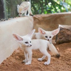 We have 3 fennec foxes for sale