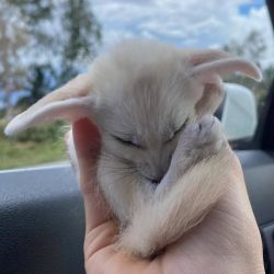 Trained fennec foxes for sale.