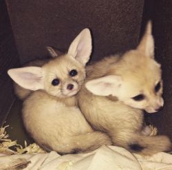 Our trained fennec foxes are available
