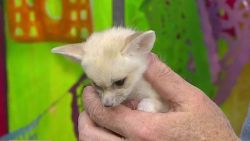 Male and female fennec fox looking for a lovely home