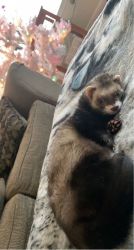 2 ferrets looking for a good home