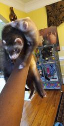 Two baby ferrets