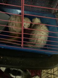 2 adult ferrets for sale