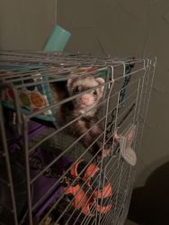 Ferret and cage for sell