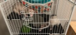 Two Free Ferrets, Cage & Accessories