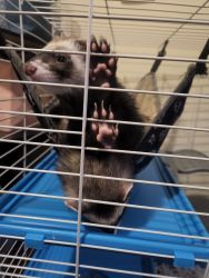 Selling 2 male Ferrets. MUST STAY TOGETHER!