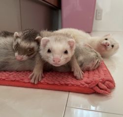 My lovely Ferret pets available