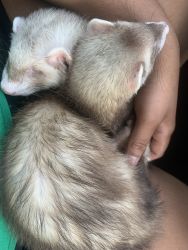 2 ferrets (boy and girl) both 3 years old (cage included)