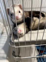 2 super cute ferrets need new home