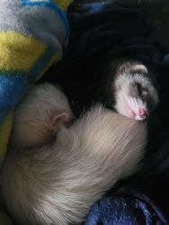 2 Two year old Ferrets with Ferret Nation Cage