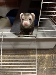 Loving ferret pair needs a forever rehome