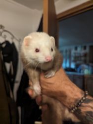 1 year old female ferret - descended & spayed WITH CAGE