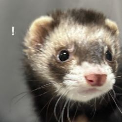 Portable Ferrets Bulky For Sale