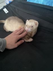I have my ferret I can’t keep no longer he is healthy and friendly