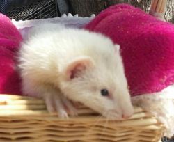 male and female ferret available