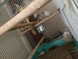 Finches For Sale, Rochester, New York