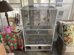 Society finches and cage