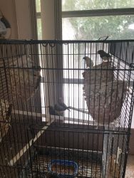 Cage full of Finches