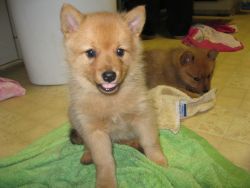 Male and Female Finnish Spitz
