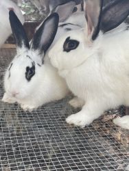 Flemish giant females for sale