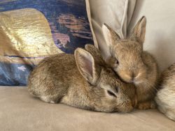 Baby Flemish Bunnies for Sale
