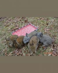 Flemish giant bunnies for sale $50