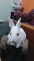 I want to sell 1 male and 2 female florida white rabbits.