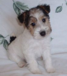 Male and female Fox Terrier puppies, home bred happy and confident ❤️